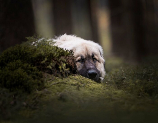 Illustration de l'article : 20 splendides portraits de chiens posant dans un écrin de verdure