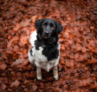 Illustration de l'article : 20 splendides portraits de chiens posant dans un écrin de verdure