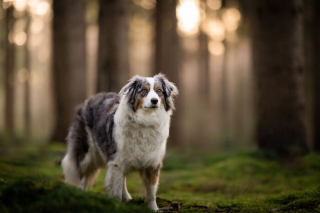 Illustration de l'article : 20 splendides portraits de chiens posant dans un écrin de verdure