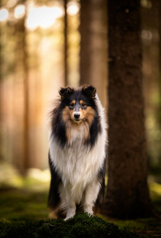 Illustration de l'article : 20 splendides portraits de chiens posant dans un écrin de verdure