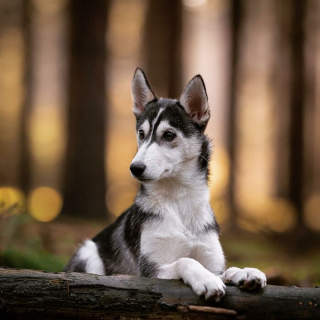 Illustration de l'article : 20 splendides portraits de chiens posant dans un écrin de verdure