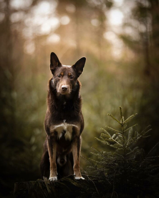 Illustration de l'article : 20 splendides portraits de chiens posant dans un écrin de verdure