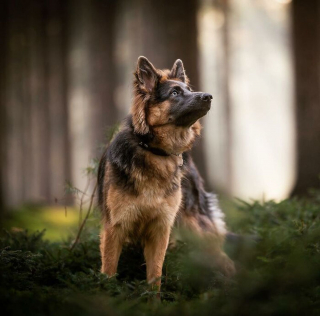 Illustration de l'article : 20 splendides portraits de chiens posant dans un écrin de verdure