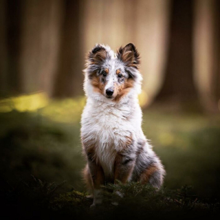 Illustration de l'article : 20 splendides portraits de chiens posant dans un écrin de verdure