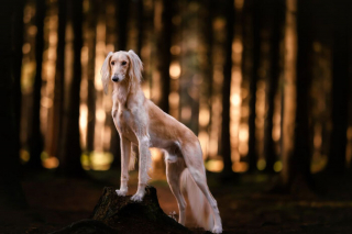 Illustration de l'article : 20 splendides portraits de chiens posant dans un écrin de verdure