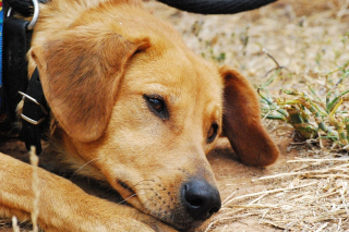 Illustration de l'article : Une étude révèle que les chiens ressentent aussi le deuil après la perte d'un congénère !