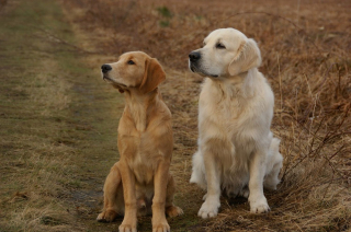 Illustration de l'article : Une étude révèle que les chiens ressentent aussi le deuil après la perte d'un congénère !