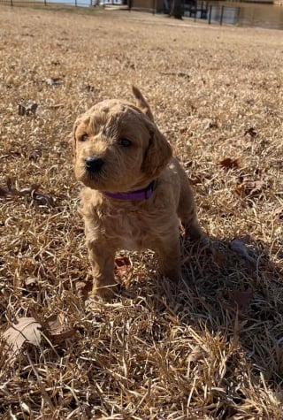 Illustration de l'article : 20 Goldendoodles irrésistiblement mignons qui vous feront craquer