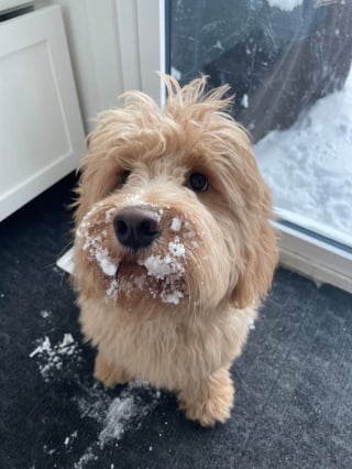 Illustration de l'article : 20 Goldendoodles irrésistiblement mignons qui vous feront craquer