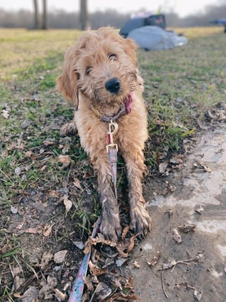 Illustration de l'article : 20 Goldendoodles irrésistiblement mignons qui vous feront craquer