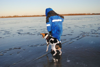 Illustration de l'article : Il fait froid ? Voici 8 conseils pour protéger vos animaux de compagnie