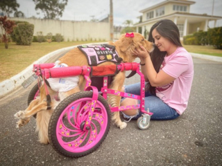 Illustration de l'article : Une chienne Golden Retriever paralysée retrouve l'espoir et la liberté grâce à son chariot personnalisé