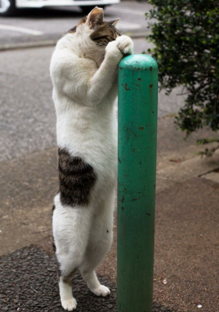 Illustration de l'article : 19 photos de chats qui prennent leur travail très à coeur !