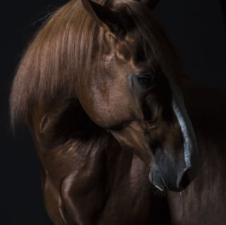 Illustration de l'article : 16 photos qui montrent la personnalité unique des chiens, chats et chevaux