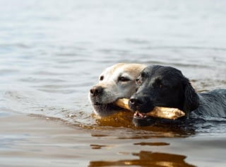 Illustration de l'article : 9 infos insolites et amusantes à connaître sur le Labrador