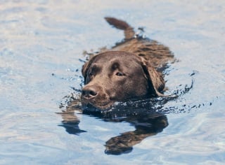 Illustration de l'article : 9 infos insolites et amusantes à connaître sur le Labrador