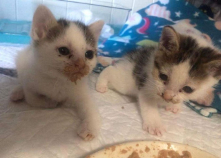 Illustration de l'article : 2 chatons retrouvés en mauvaise santé sur une route de gravier découvrent les joies des câlins