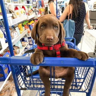 Illustration de l'article : 8 chiens faisant les courses avec leur maître et qui passent leur meilleure journée