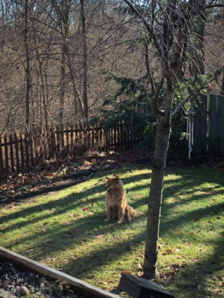 Illustration de l'article : Un chat errant trouve un foyer aimant pour toujours grâce à la bienveillance d'une chienne âgée