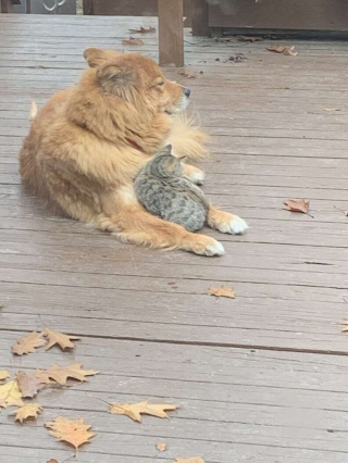 Illustration de l'article : Un chat errant trouve un foyer aimant pour toujours grâce à la bienveillance d'une chienne âgée