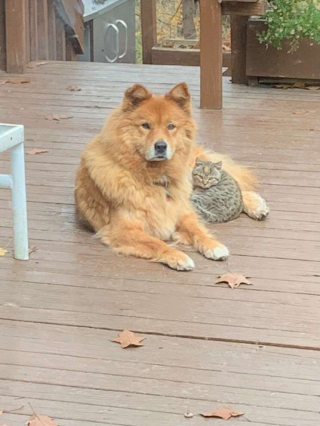 Illustration de l'article : Un chat errant trouve un foyer aimant pour toujours grâce à la bienveillance d'une chienne âgée