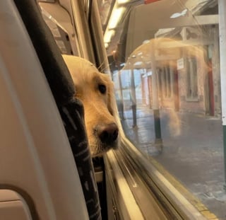 Illustration de l'article : Ces 18 photos de chats et de chiens dessineront un sourire sur votre visage