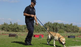 Illustration de l'article : Allemagne : une nouvelle loi sur le bien-être animal , contraint les policiers berlinois à mettre leur chien au chômage