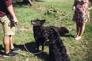 Illustration de l'article : Une nouvelle loi adoptée pour la garde alternée des animaux de compagnie en cas de divorce des propriétaires