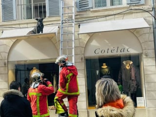 Illustration de l'article : L'opération de sauvetage insolite pour un chien coincé sur le store d'un magasin