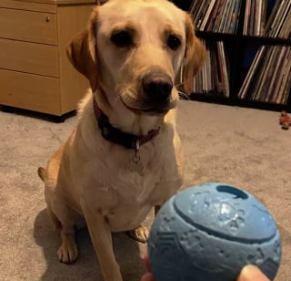 Illustration de l'article : 16 photos dévoilant l'expérience mystique de chats et de chiens avec une boule