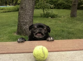 Illustration de l'article : 16 photos dévoilant l'expérience mystique de chats et de chiens avec une boule