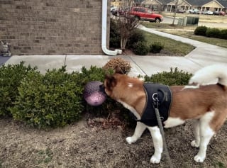 Illustration de l'article : 16 photos dévoilant l'expérience mystique de chats et de chiens avec une boule