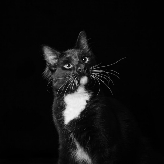 Illustration de l'article : 20 photos qui sensibilisent à l'adoption de chats et de chiens noirs 