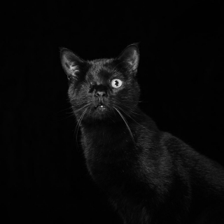 Illustration de l'article : 20 photos qui sensibilisent à l'adoption de chats et de chiens noirs 