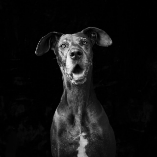 Illustration de l'article : 20 photos qui sensibilisent à l'adoption de chats et de chiens noirs 