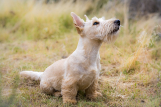 Illustration de l'article : Attaqué par un loup lors d'une promenade, un chien est sauvé de justesse par son propriétaire