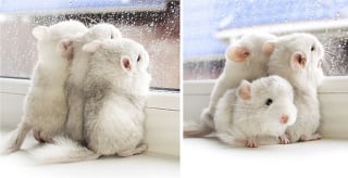 Illustration de l'article : 20 photos de bébés chinchillas qui ne sont rien d'autres que d'adorables boules de poils