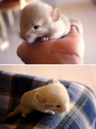 Illustration de l'article : 20 photos de bébés chinchillas qui ne sont rien d'autres que d'adorables boules de poils