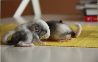 Illustration de l'article : 20 photos de bébés chinchillas qui ne sont rien d'autres que d'adorables boules de poils