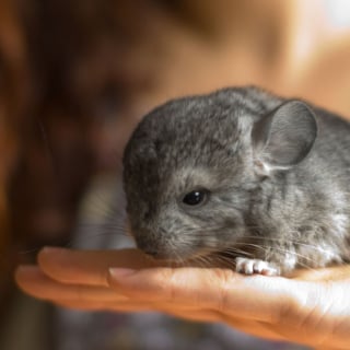 Illustration de l'article : 20 photos de bébés chinchillas qui ne sont rien d'autres que d'adorables boules de poils