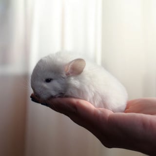 Illustration de l'article : 20 photos de bébés chinchillas qui ne sont rien d'autres que d'adorables boules de poils