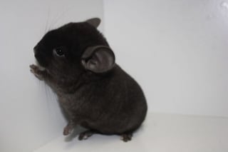 Illustration de l'article : 20 photos de bébés chinchillas qui ne sont rien d'autres que d'adorables boules de poils