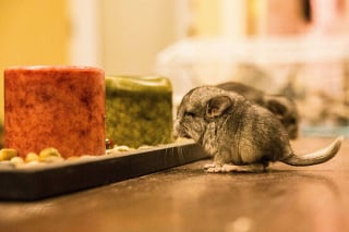 Illustration de l'article : 20 photos de bébés chinchillas qui ne sont rien d'autres que d'adorables boules de poils