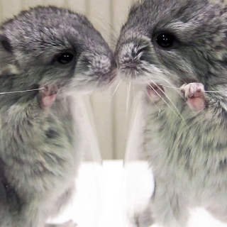 Illustration de l'article : 20 photos de bébés chinchillas qui ne sont rien d'autres que d'adorables boules de poils