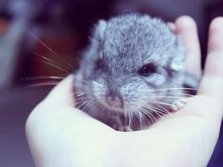 Illustration de l'article : 20 photos de bébés chinchillas qui ne sont rien d'autres que d'adorables boules de poils