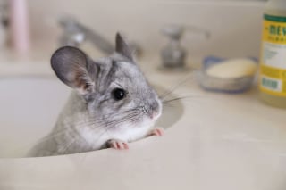 Illustration de l'article : 20 photos de bébés chinchillas qui ne sont rien d'autres que d'adorables boules de poils