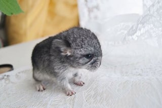 Illustration de l'article : 20 photos de bébés chinchillas qui ne sont rien d'autres que d'adorables boules de poils