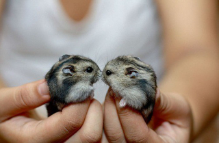 Illustration de l'article : 20 photos de bébés chinchillas qui ne sont rien d'autres que d'adorables boules de poils