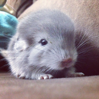 Illustration de l'article : 20 photos de bébés chinchillas qui ne sont rien d'autres que d'adorables boules de poils