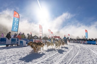 Illustration de l'article : Grande Odyssée Savoie Mont Blanc 2022 : une aventure unique pour les mushers et leurs chiens au cœur des montagnes enneigées